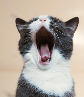 Black and white tuxedo cat yawning with mouth wide open showing teeth and pink tongue