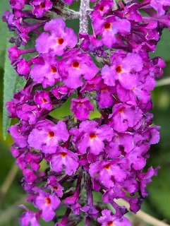 Close-up of bright pink buddleia flowers with orange centers clustered on a stem