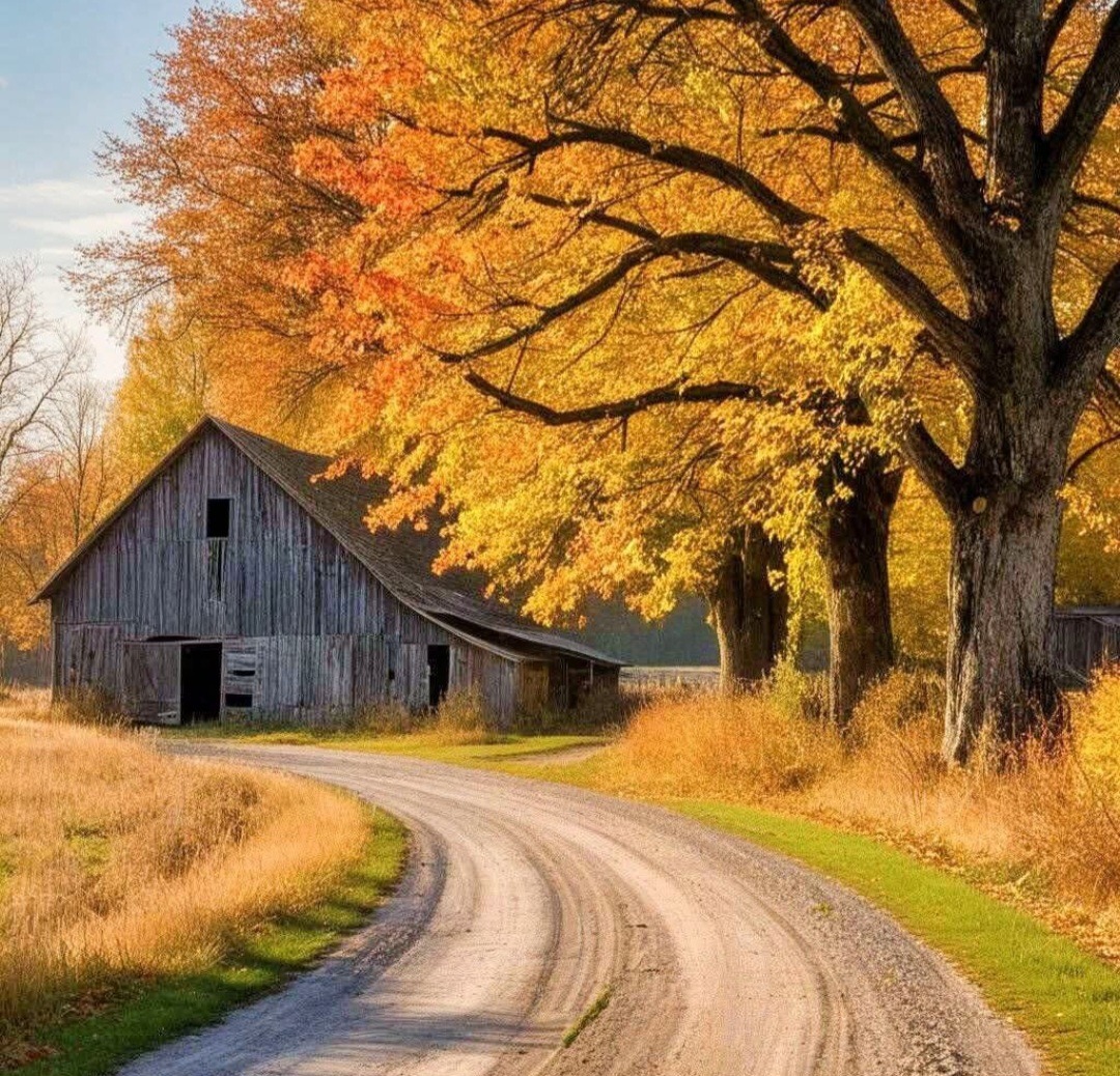 Gray barn next to dirt road with golden autumn trees