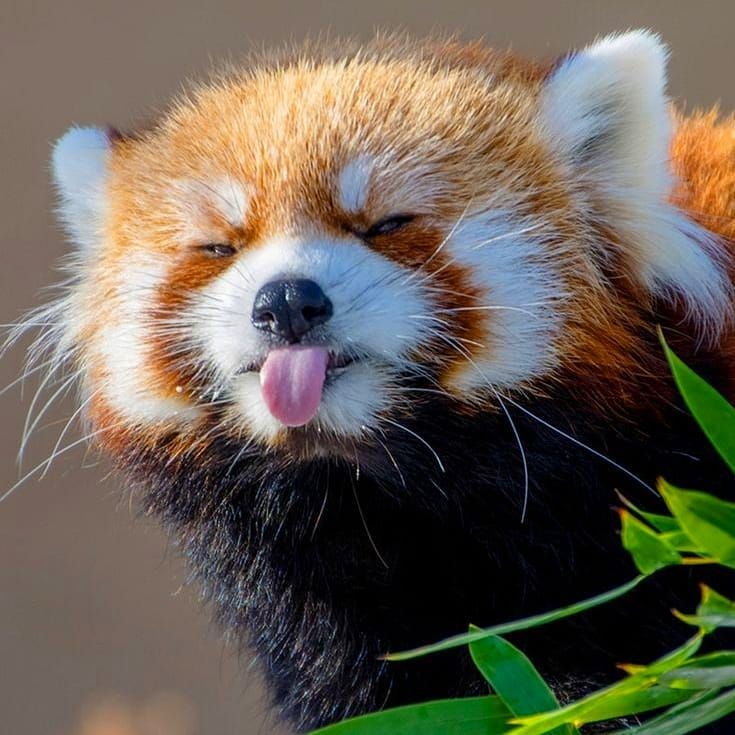 Close-up of a red panda with its tongue out beside green leaves