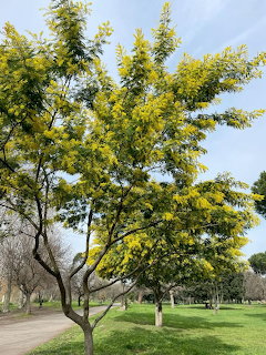 Yellow-flowering mimosa tree in a green park with dirt path and blue sky