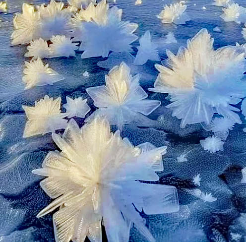 White star-shaped ice crystals growing on a blue frozen surface in winter
