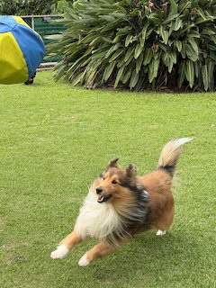Sheltie dog running on grass playing with a colorful ball toy