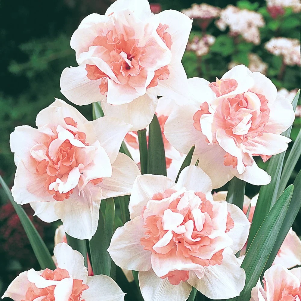 Close-up of pink and white double daffodils with layered ruffled petals in a garden setting