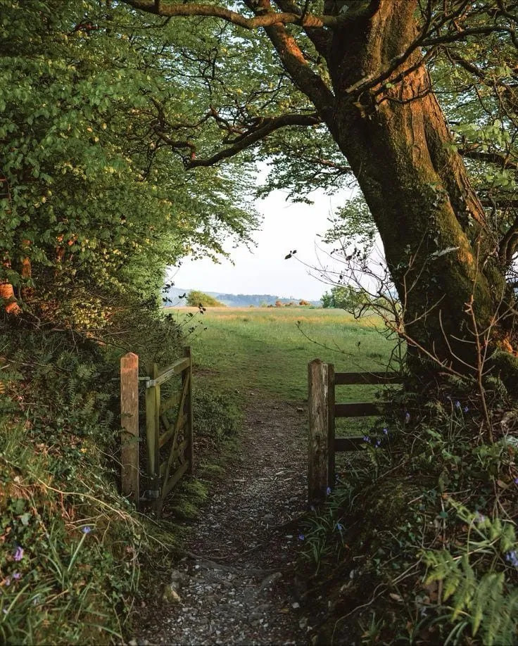 Countryside path through wooden gates under leafy trees leading to an open field