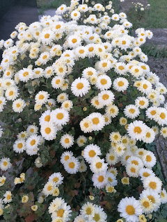 Bush full of white daisy flowers with yellow centers growing outdoors
