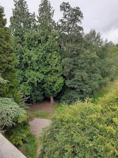 Aerial view of dense green trees and shrubs along a curving pathway in an arboretum