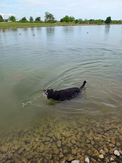 Black dog swimming in a lake with rocky shallow bottom and green shoreline in background