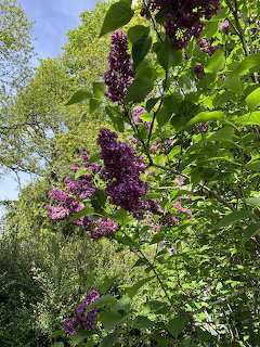 Purple Lilac Bloms in Garden