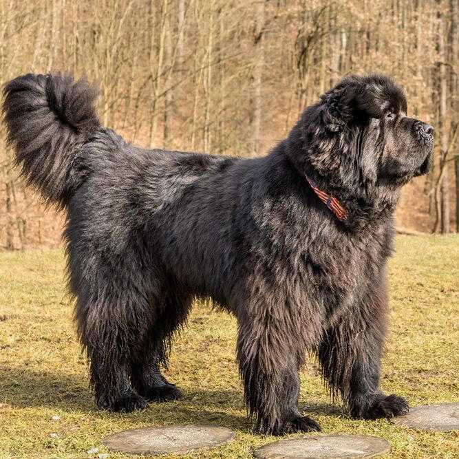 Large black Newfoundland dog standing on grass outdoors in side profile