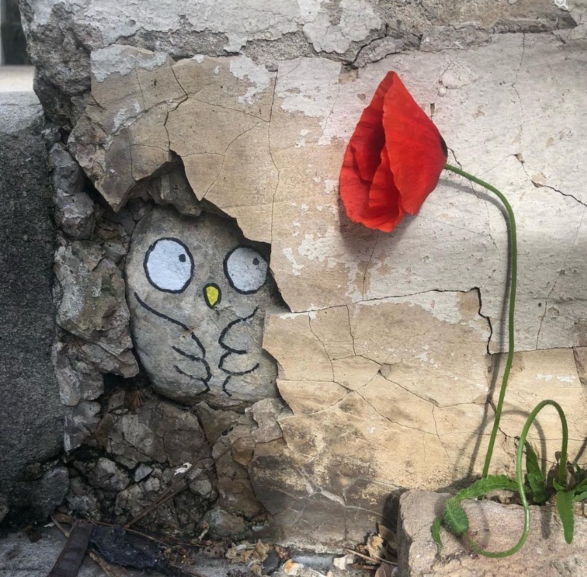 Owl graffiti in a cracked wall next to a red poppy flower