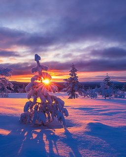 Snow-covered pine trees in winter landscape with vibrant purple and orange sunset sky