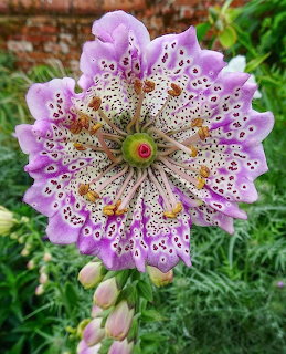 Close-up of a purple speckled flower with buds and green foliage behind it