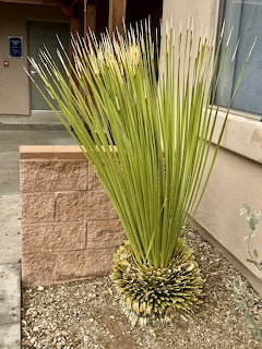 Spiky green desert plant with tall flower stalks in a gravel bed beside a building
