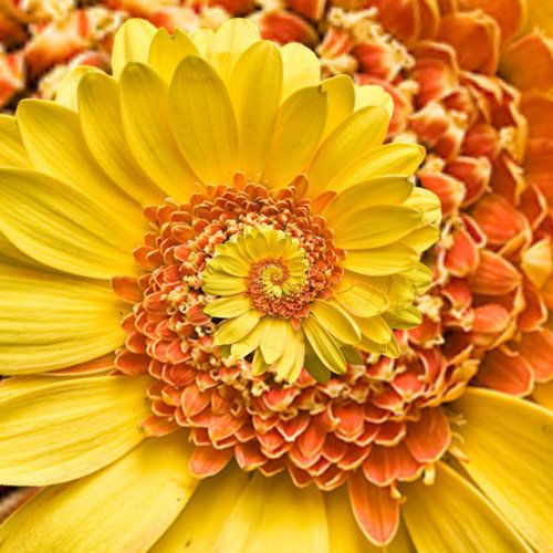 Spiral Yellow Flower