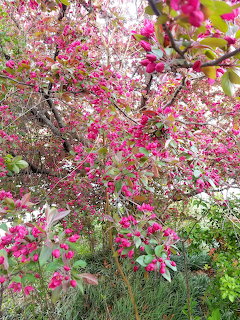 Pink Spring Blossoms