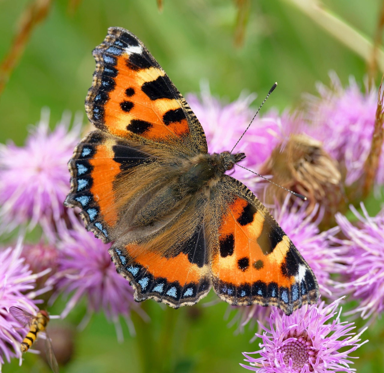 Orange and black butterfly perched on purple wildflowers with blurred green background