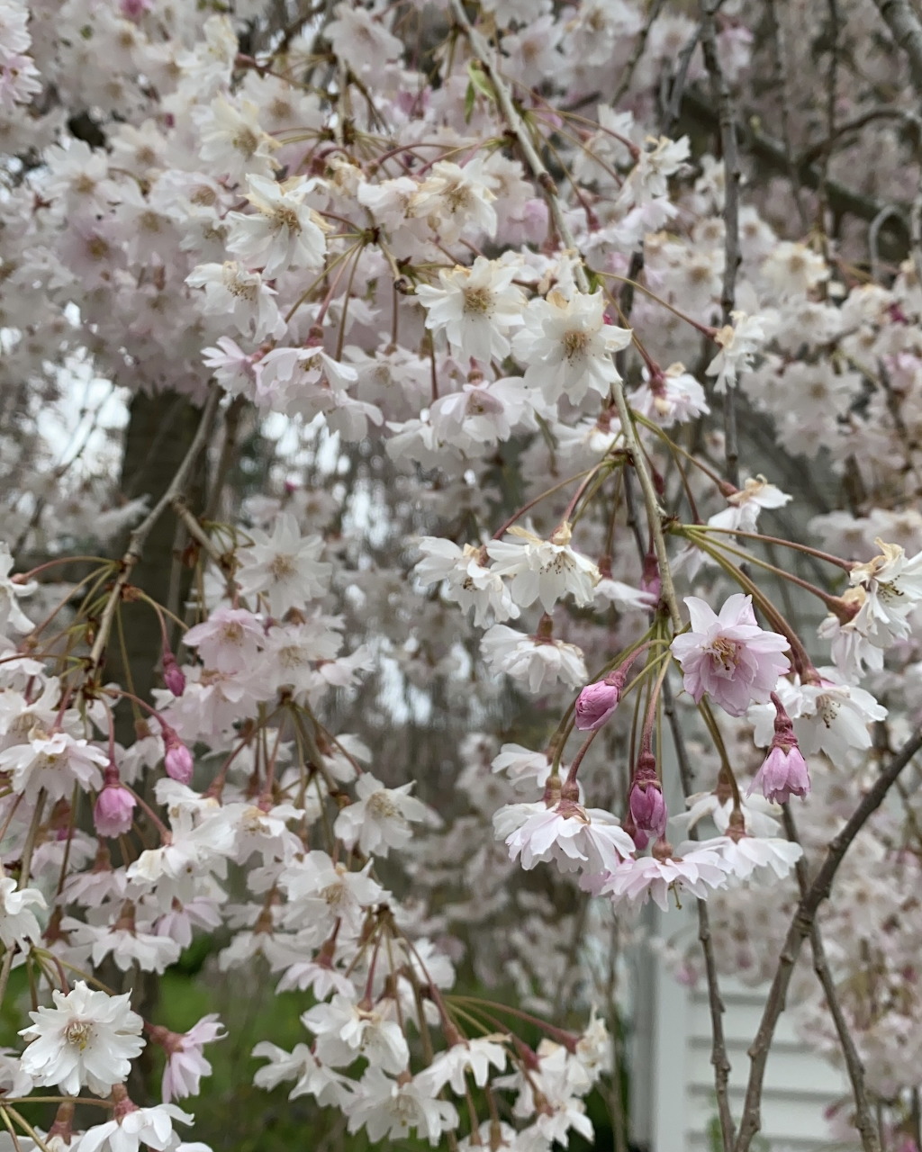 Spring Cherry Blossoms