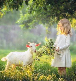 Young girl in white dress feeding leafy greens to a white baby goat outdoors in grass