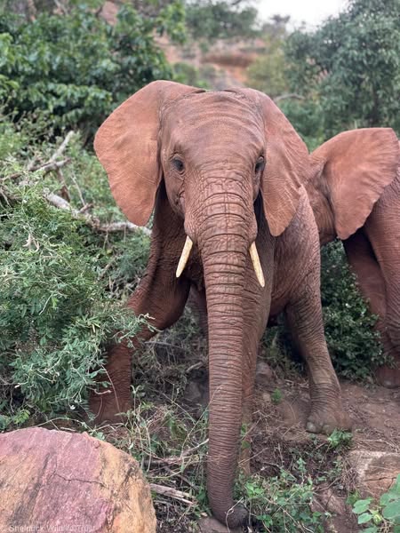 Young African elephant with small tusks standing among green bushes on red soil looking at camera