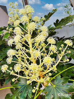 Fatsia Japonica Flowers