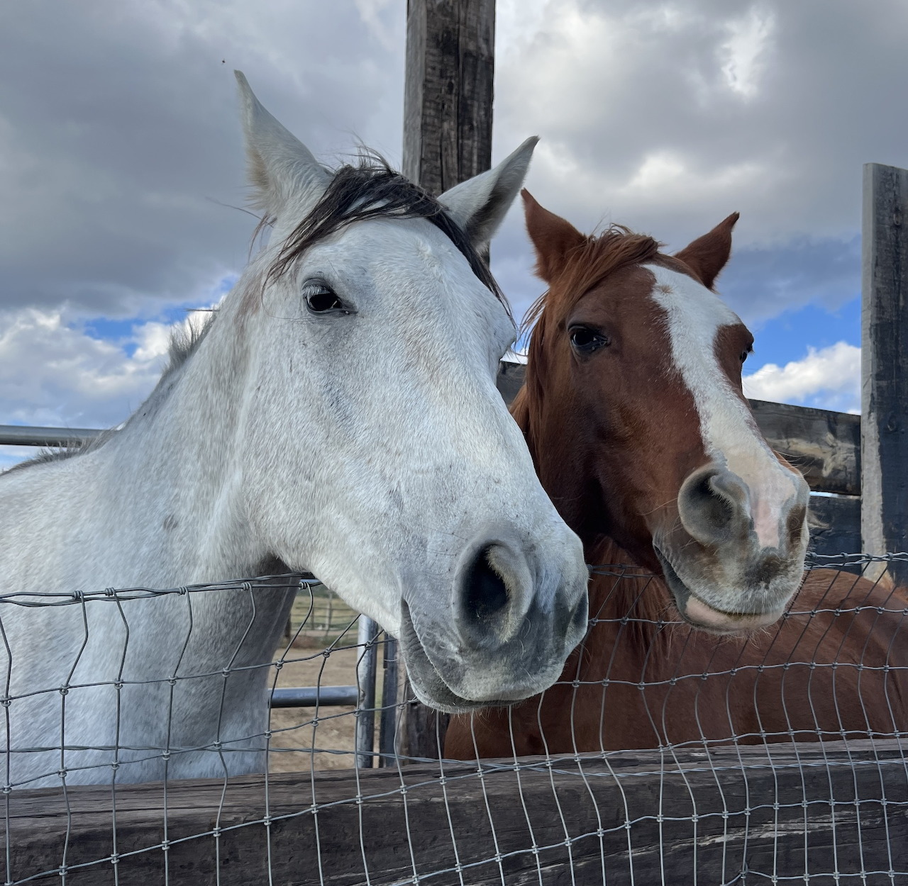 White and brown horses standing behind a wire fence under a cloudy sky