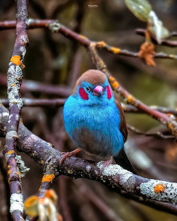 Blue red-cheeked cordonbleu bird perched on a branch with lichen and twigs in background