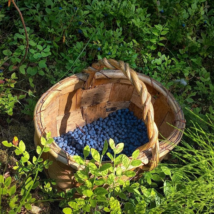 Woven basket full of blueberries among grass and leafy plants outdoors