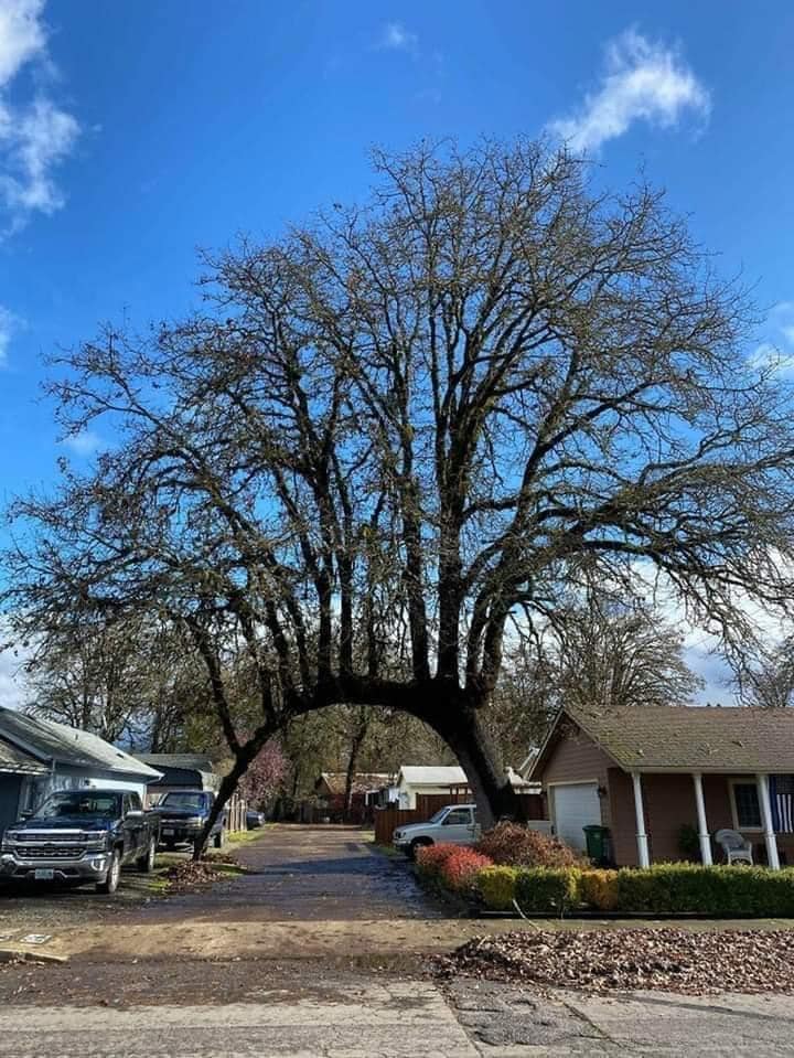 Large leafless tree with wide branching canopy stands in front of suburban houses on a sunny day