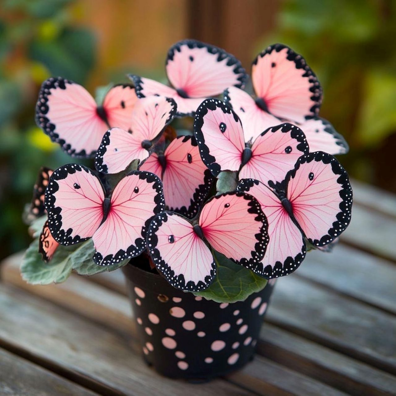 Pink butterfly begonia plant in a black polka dot pot on a wooden table