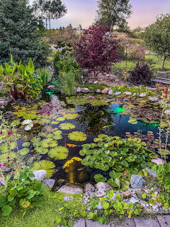 Garden pond with water lilies, rocks, and lush plants in a landscaped outdoor setting