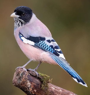 Pink and blue jay with black head perched on wooden branch