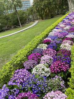 Colorful Cineraria Garden Display