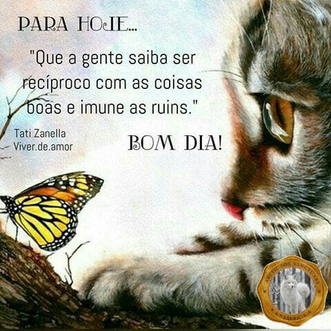 Tabby cat with paw extended toward monarch butterfly on white background with Portuguese text
