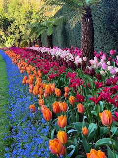 Rows of colorful tulips and blue flowers along a garden path under trees