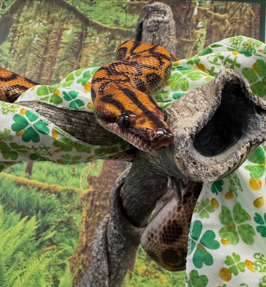 Orange and black Amazon tree boa wrapped around a tree branch