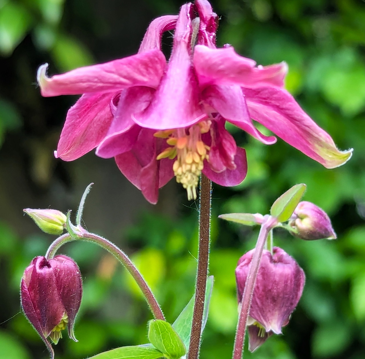 Close-up of a red columbine flower with several buds against a blurred green background.
