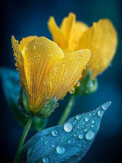 Yellow Flower Water Droplets