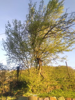 Tree with light filtering through branches on a green hillside under blue sky
