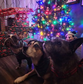 Three dogs in front of a colorful Christmas tree and wrapped presents indoors