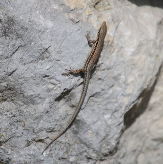 Brown lizard with long tail on gray stone wall