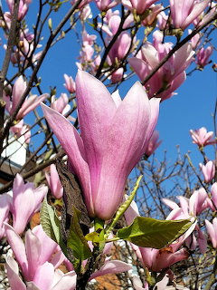 Pink Magnolia Blossoms