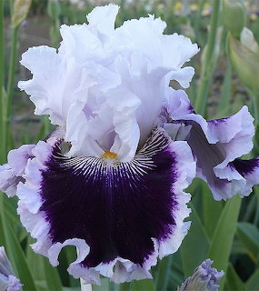 White and purple bearded iris flower with ruffled petals in garden