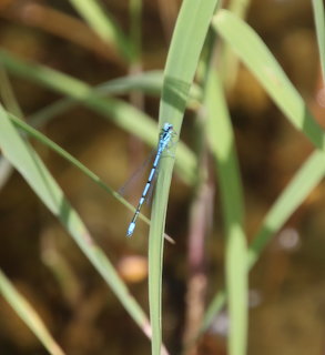 Blue Damselfly on Grass