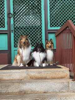 Three Shetland Sheepdogs sitting on stone steps in front of a teal door