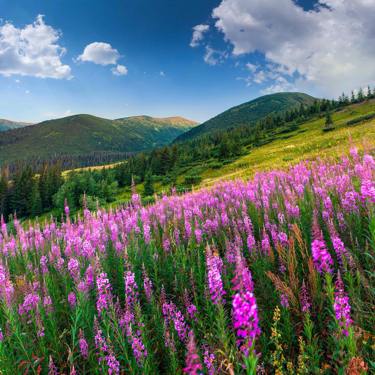 Purple lupine flowers in foreground with green mountain slopes, forest, and blue sky behind