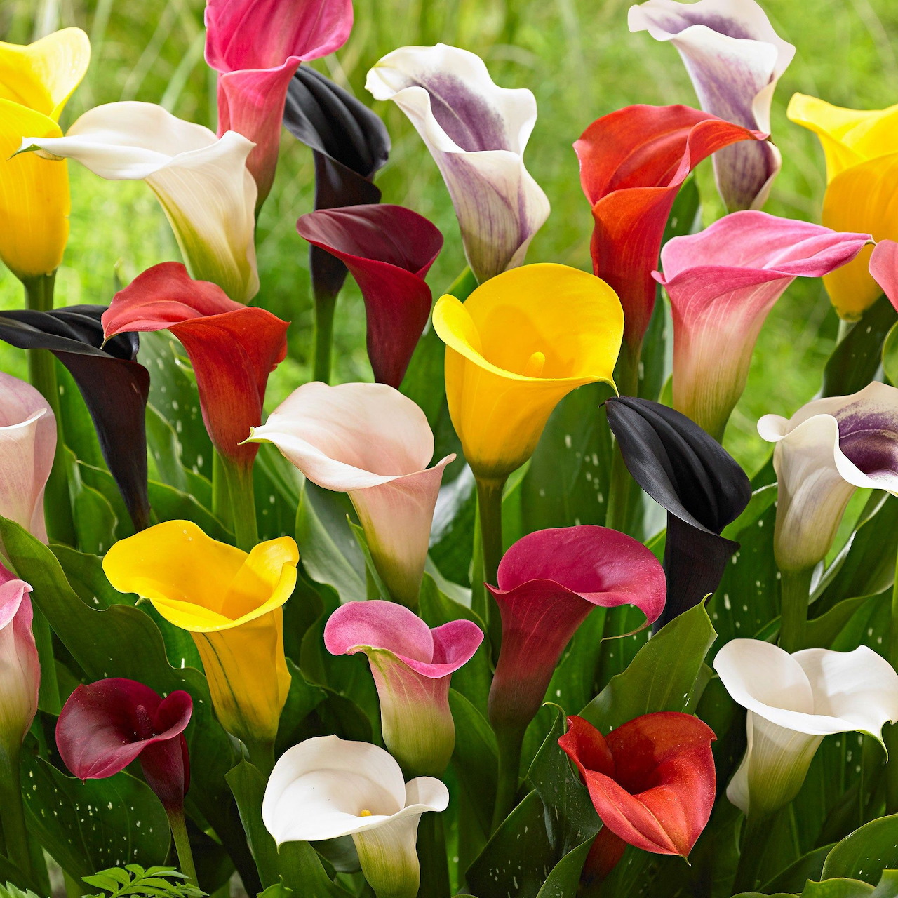 Colorful Calla Lilies