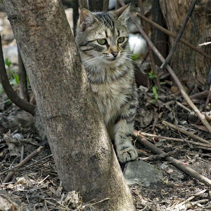 Tabby cat sitting among tree branches and forest debris, blending into natural surroundings