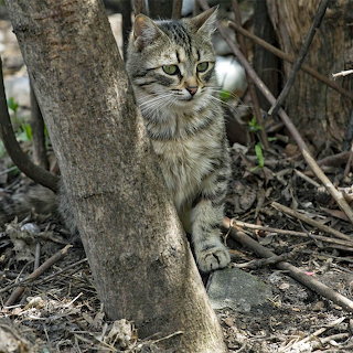 Camouflage Cat