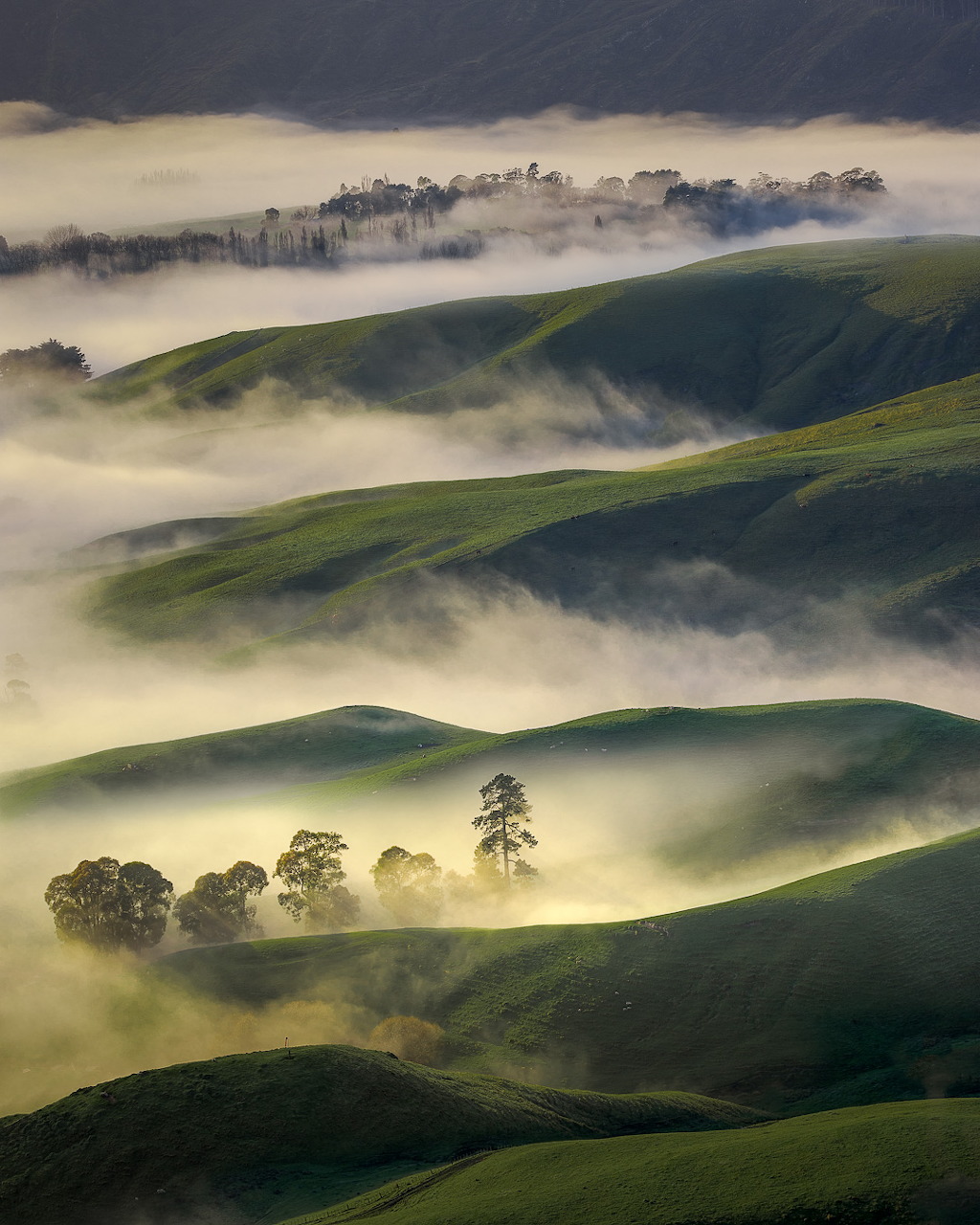 Green rolling hills covered in morning mist with scattered trees visible through fog layers
